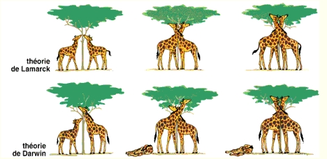 Lamarckisme giraffennek