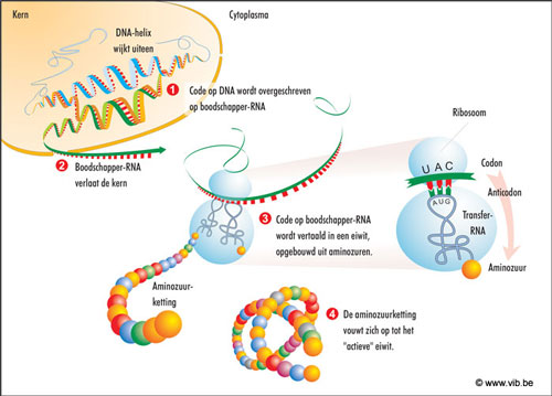 Eiwitsynthese: van DNA naar eiwit