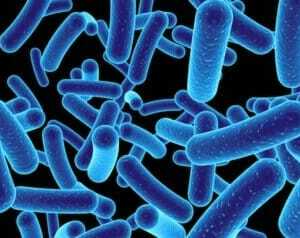 bacterie lactobacillus