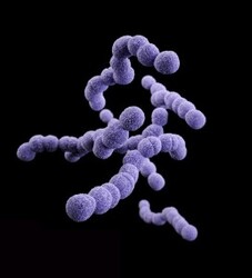 bacterie streptococcus