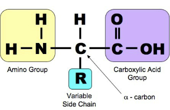 de drie groepen van een aminozuur