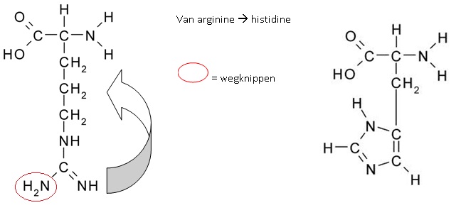 van aminozuur arginine naar histidine