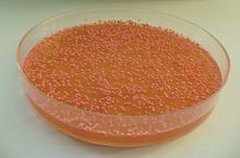 Voedingsbodem (agar) voor bacteriën